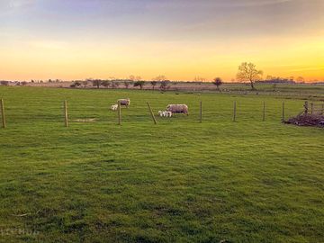 Sheep with lambs next to the camping paddock