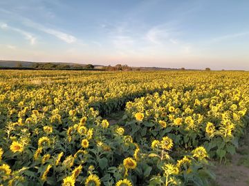 Pembrokeshire sunflower farm nearby