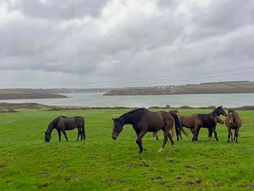 Horses surrounding the campsite
