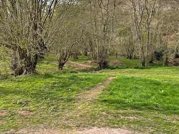Woodland tracks