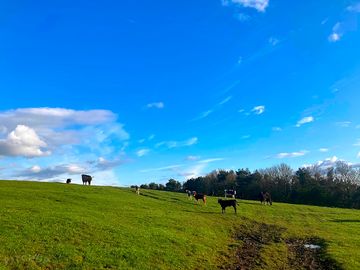 Meet the neighbours