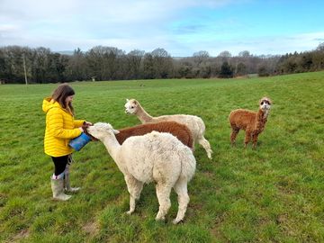 Feeding the alpacas