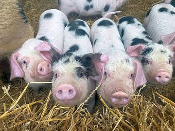 Friends around the farm