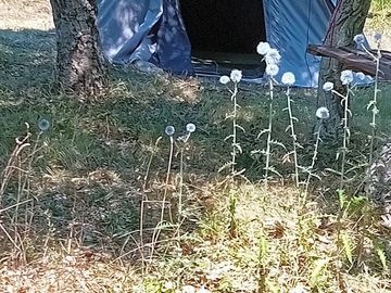 Tent under the trees