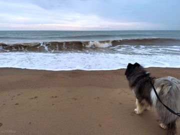 Great dog friendly beach