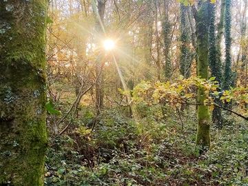 Woodland area