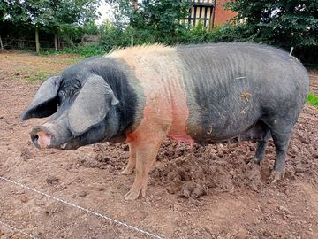 Betty the british saddleback sow