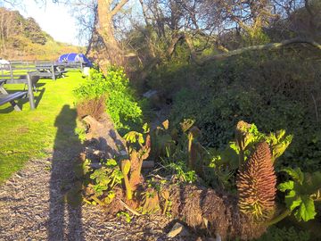 Prehistoric gunnera in april – how massive will it be when you arrive?