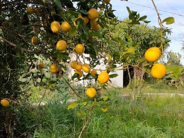 Lemon trees on site