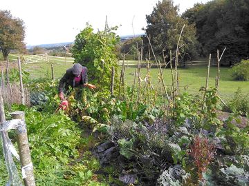 Vegetable garden