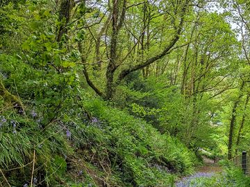 Track up to base camp