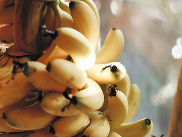 Free bananas for the guests