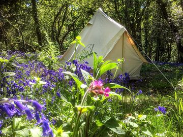 Woodland pitch with spring flowers