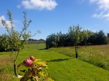 View from orchard