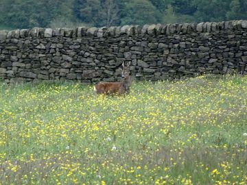Deer in the next-door field