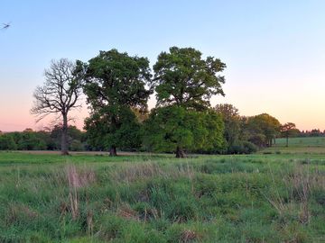 Oak trees on the camping field