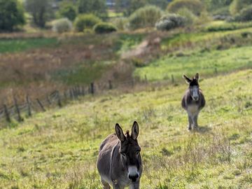The site's friendly donkeys sam and rodney