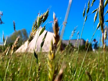 Meadow grass