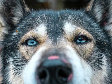 Huskie