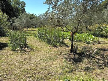 Organic garden