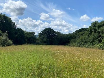 Wildflower meadow surrounded by trees