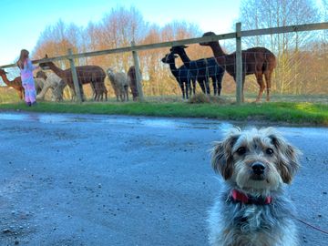 Alpacas on site, can buy wool in the shop or food to feed them