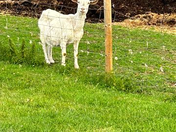 Our neighbour ☺️