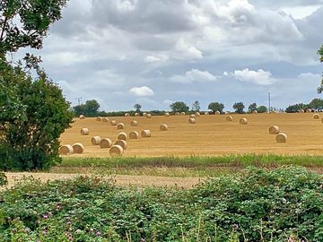Fields by the site