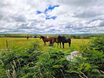 Horses grazing in the next field