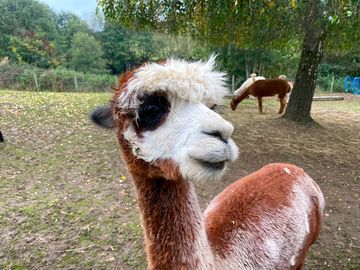 Friendly lamas