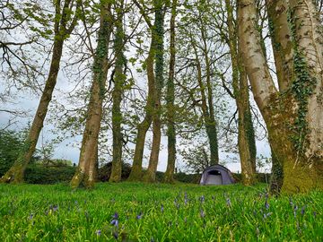 Tents among the trees