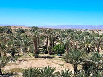 Pitches among the palm groves
