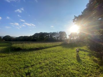 Dog-walking field