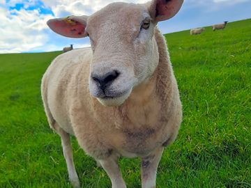 The friendly sheep suzie