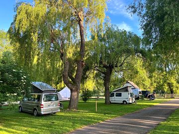 Pitches among the trees