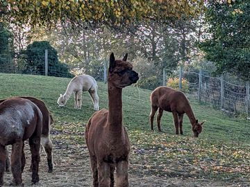 Alpacas