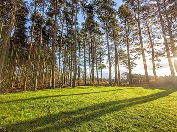 Woodland camping area
