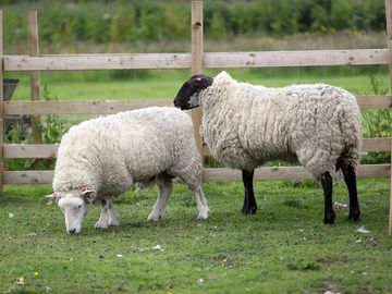 Sheep on site