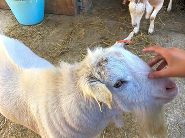 Meet the animals - goats