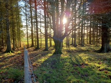 Sunshine through the branches