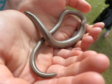 Wildlife around the site