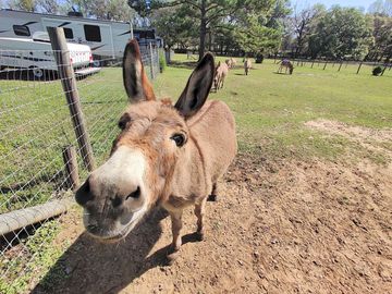 Visit the rescue donkeys