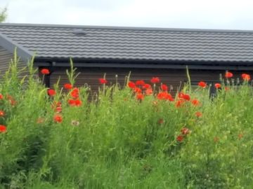 Flowers around the lodge