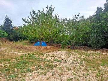 Pitch by the trees
