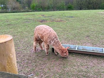 Ducks and alpacas
