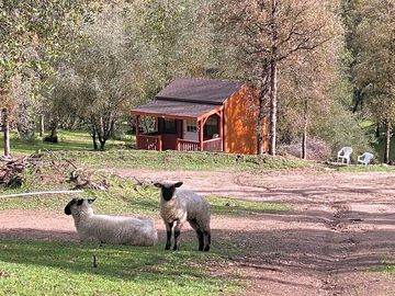 Sheep visitors