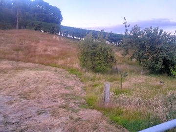 The old orchard