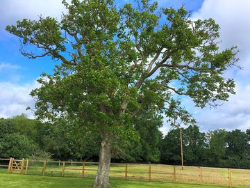 Walnut tree next to the meadow