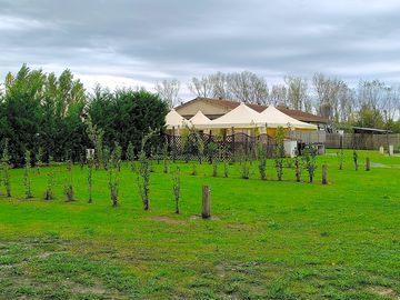 Pitches divided by saplings