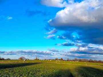 Sheep grazing in the neighbouring field
